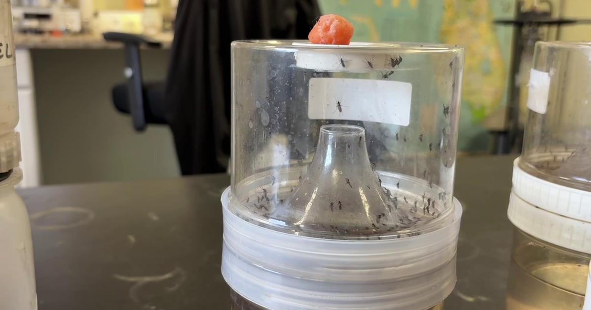 Florida mosquito advice: How Pinellas County monitors and fights outbreaks ahead of rainy season