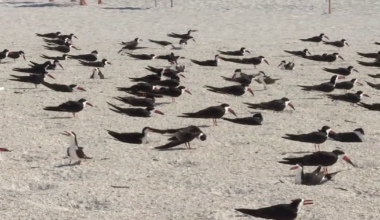 Mothballs found scattered at St. Pete Beach nesting site one week before protected birds arrive