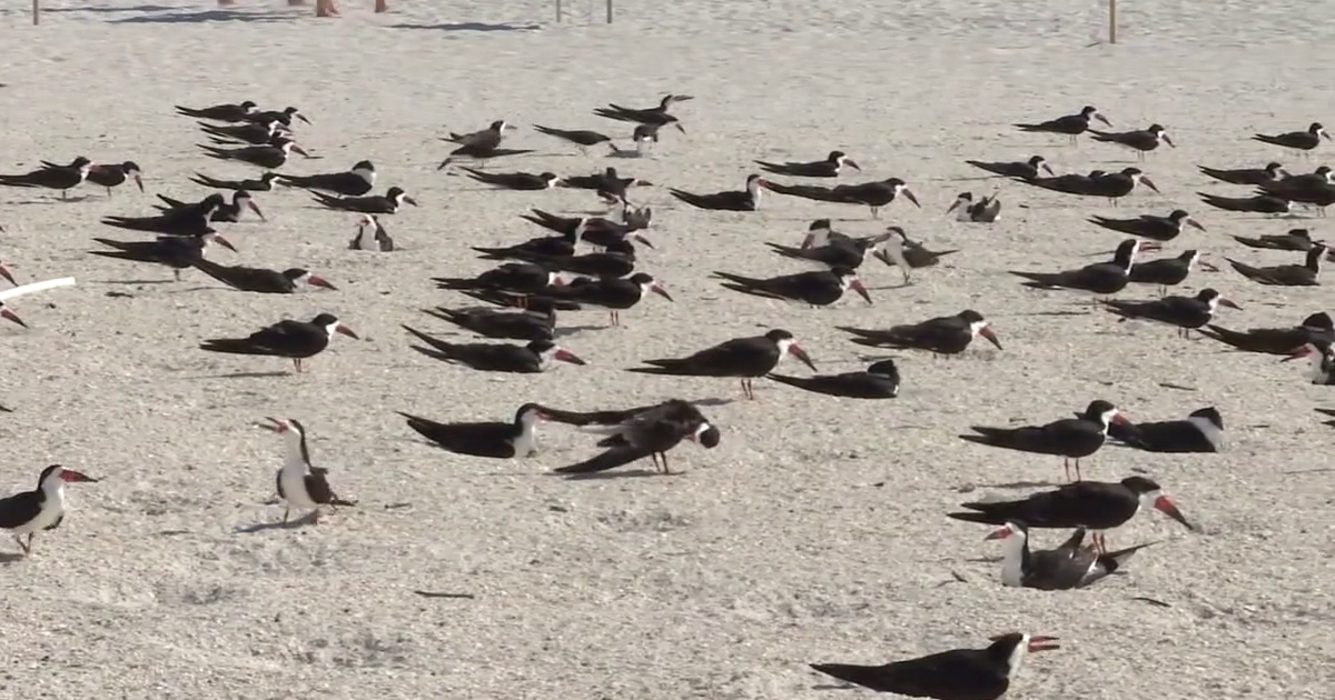 Mothballs found scattered at St. Pete Beach nesting site one week before protected birds arrive