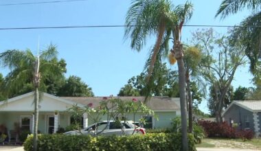 South Tampa couple fights to save beloved palm trees from TECO removal