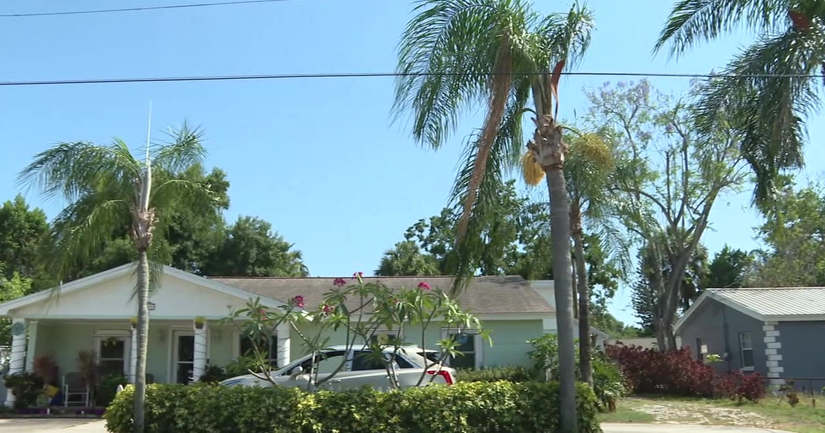 South Tampa couple fights to save beloved palm trees from TECO removal