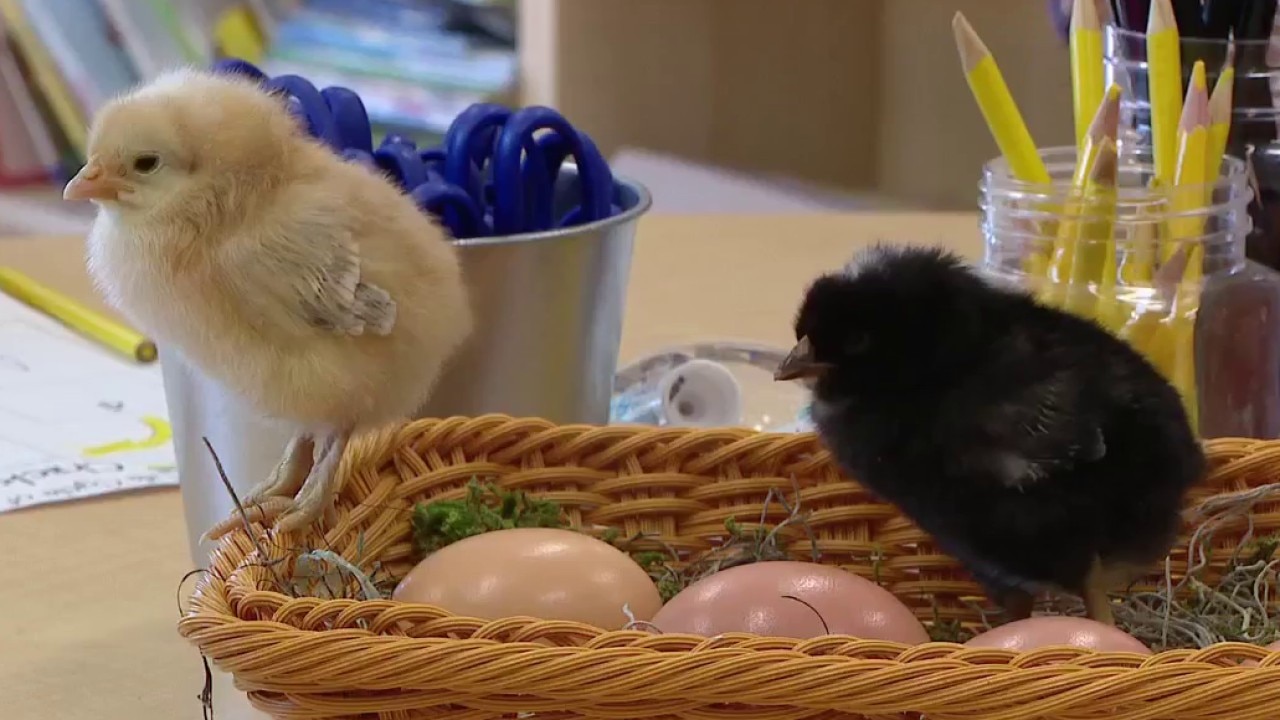 Baby chicks teach a lesson to Tampa preschoolers 