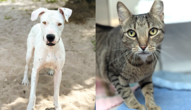 Two Broward Shelter Pets Ready for Loving Homes – Parkland Talk