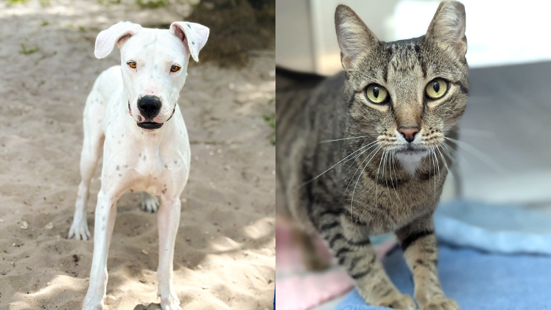 Two Broward Shelter Pets Ready for Loving Homes – Parkland Talk