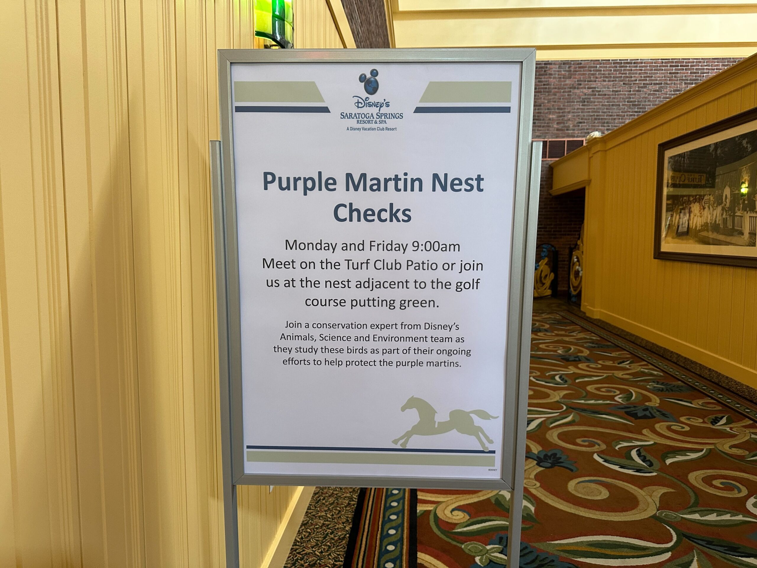 Nest checks are available on Mondays and Fridays. Guests can meet with a Disney's Animals, Science and Environment representative at 9 a.m. on the Turf Club Patio or join the group at the nest adjacent to the golf course putting green.