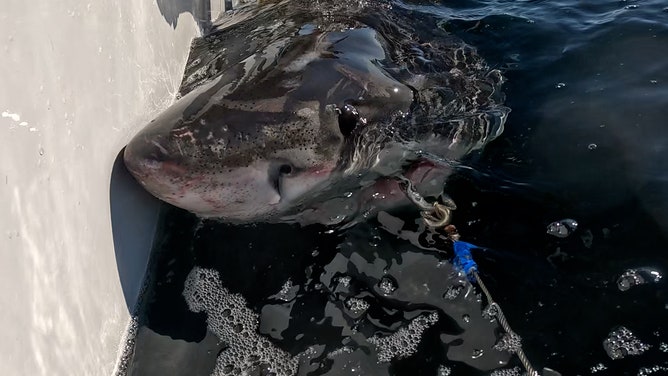 Brookes the young great white shark being tagged in Mahone Bay, Nova Scotia, in September 2025.