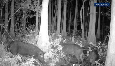 Lakewood Ranch wild pigs causing problems