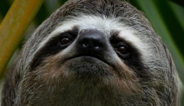 Sickness, cold killed nearly 30 sloths at Florida import warehouse