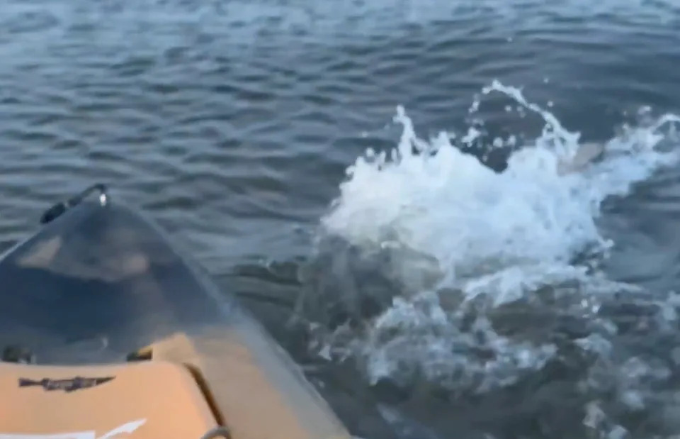 The shark splashes after hitting the kayak again.