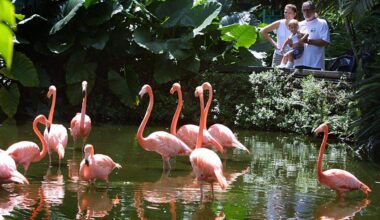 Why the flamingo is a poor choice for Florida’s state bird