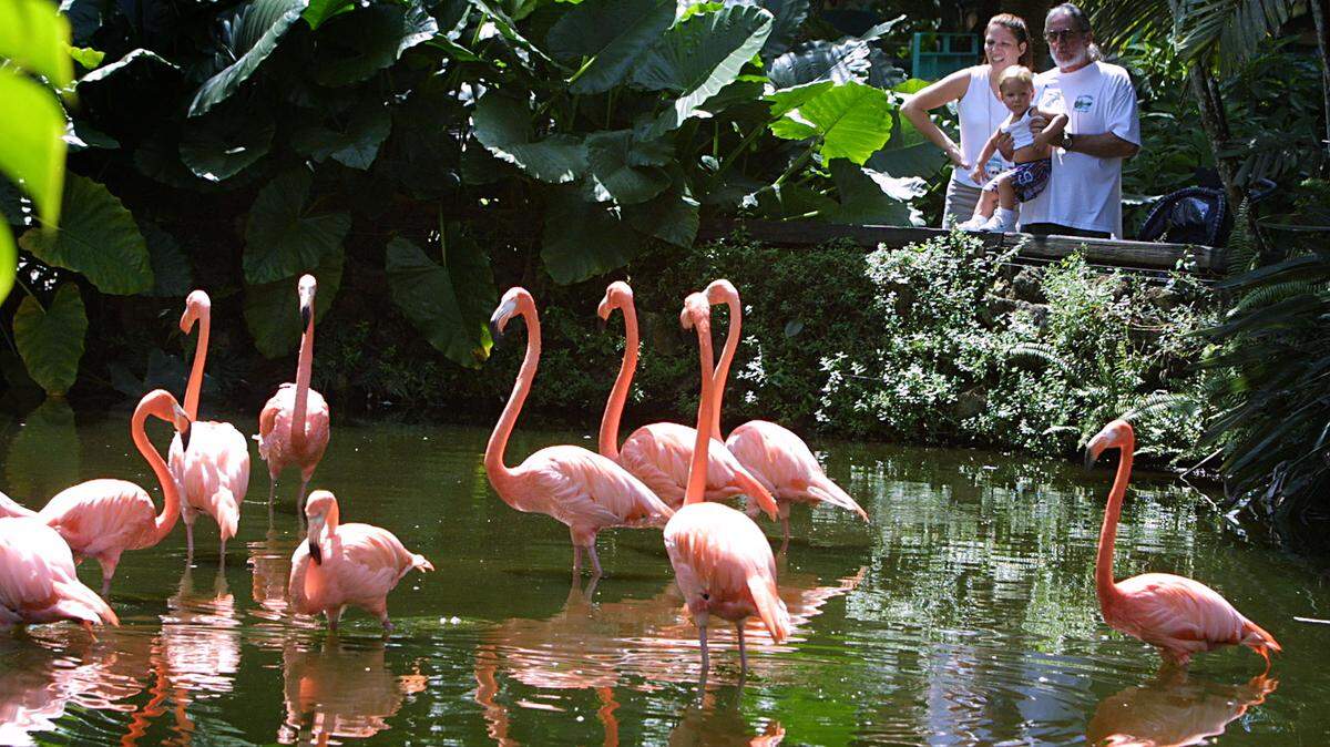 Why the flamingo is a poor choice for Florida’s state bird