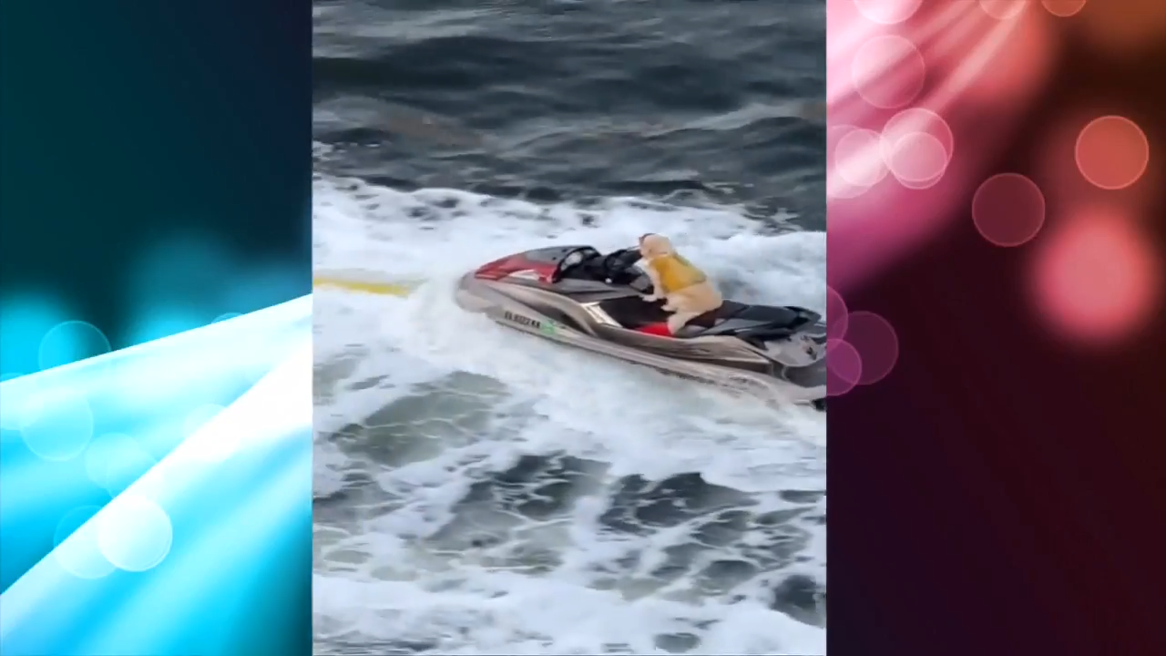 Dog in Fort Lauderdale seen riding along river on a jet ski - WSVN 7News | Miami News, Weather, Sports