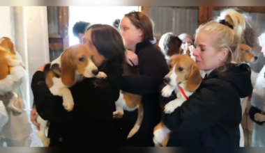 1,500 beagles will get new lives, warm laps after release from research facility - WSVN 7News | Miami News, Weather, Sports