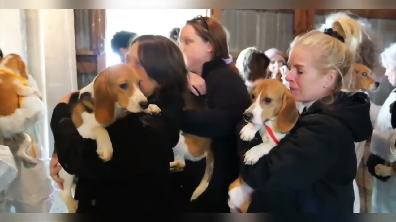 1,500 beagles will get new lives, warm laps after release from research facility - WSVN 7News | Miami News, Weather, Sports