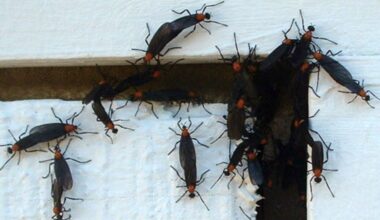 Lovebugs leave their mark across Tampa Bay