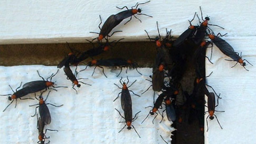 Lovebugs leave their mark across Tampa Bay