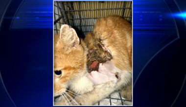 Cat doused with chemicals recovering at animal hospital after being found by good Samaritan - WSVN 7News | Miami News, Weather, Sports