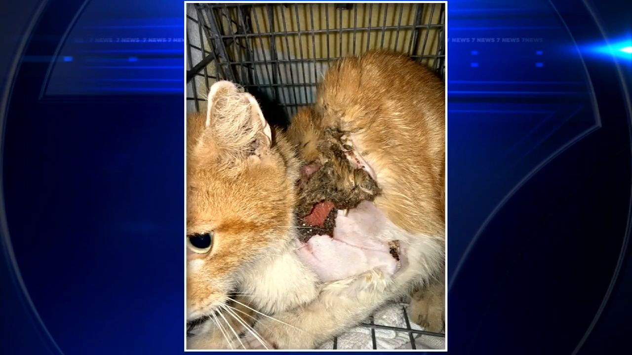 Cat doused with chemicals recovering at animal hospital after being found by good Samaritan - WSVN 7News | Miami News, Weather, Sports