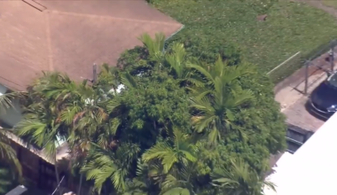 Elderly landscaper dead after being shocked by power line while picking mangoes in Fort Lauderdale - WSVN 7News | Miami News, Weather, Sports