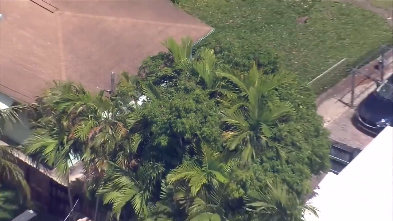 Elderly landscaper dead after being shocked by power line while picking mangoes in Fort Lauderdale - WSVN 7News | Miami News, Weather, Sports