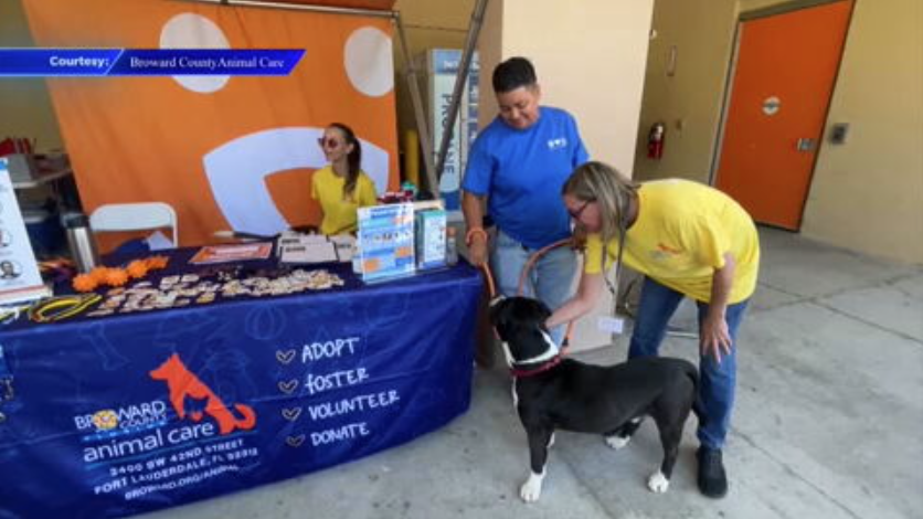 Broward County Animal Care brings free pet adoptions in Dania Beach - WSVN 7News | Miami News, Weather, Sports