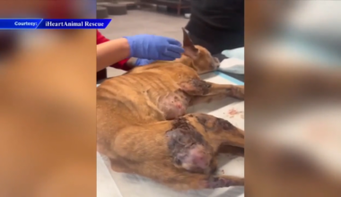 Abandoned dog recovering after being found neglected in Broward; offer $500 reward for tips - WSVN 7News | Miami News, Weather, Sports