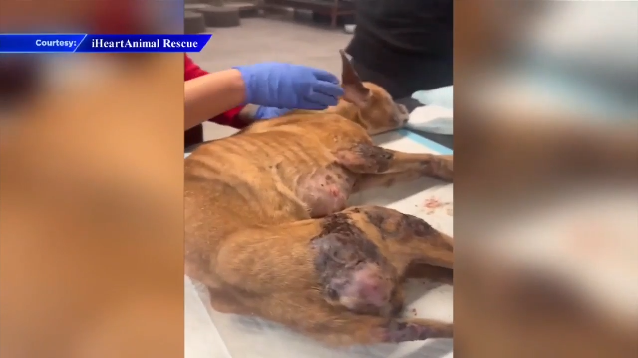 Abandoned dog recovering after being found neglected in Broward; offer $500 reward for tips - WSVN 7News | Miami News, Weather, Sports