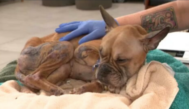 French bulldog mix on the mend after being abandoned behind Walmart in Fort Lauderdale - WSVN 7News | Miami News, Weather, Sports