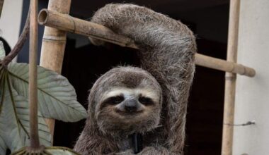 Florida suspends sloth imports amid Sloth World debacle
