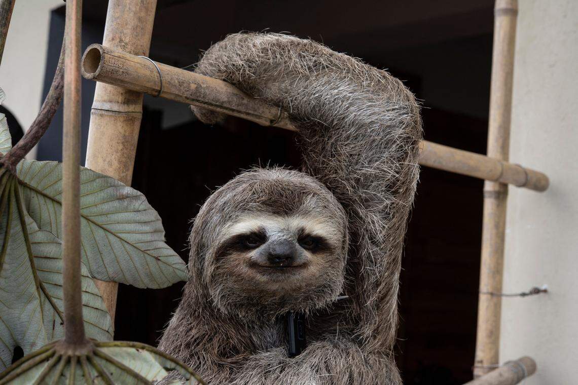 Florida suspends sloth imports amid Sloth World debacle
