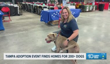 Tampa Bay adoption event finds homes for hundreds of dogs
