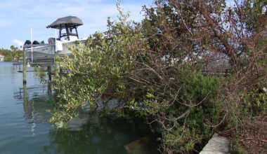 St. Pete Beach neighborhood explores 'living shorelines' as a natural alternative to seawalls