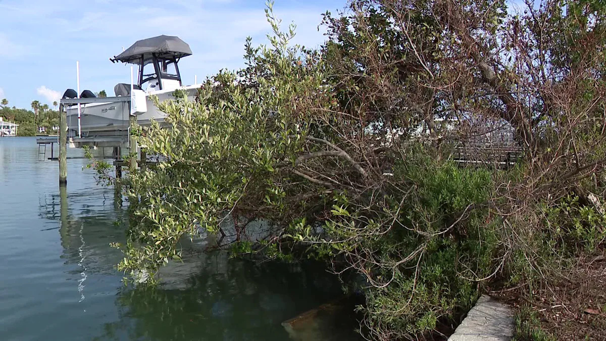 St. Pete Beach neighborhood explores 'living shorelines' as a natural alternative to seawalls
