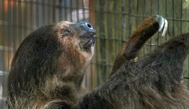 Florida bans sloth imports after 55 deaths at Sloth World warehouse