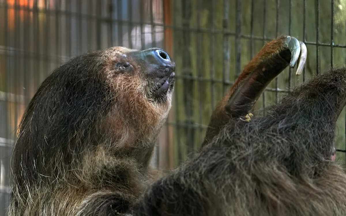 Florida bans sloth imports after 55 deaths at Sloth World warehouse