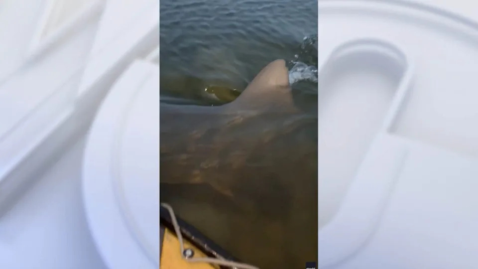 <div>A peaceful kayak fishing trip in Florida turned into a close encounter with a massive bull shark. The shocking moment was caught on camera. (Credit: Christopher LaFrange via Storyful)</div>