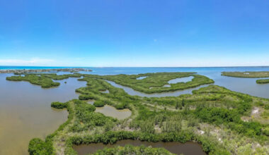 With growth equal to 13,000 football fields, seagrass rebounds across Florida lagoon