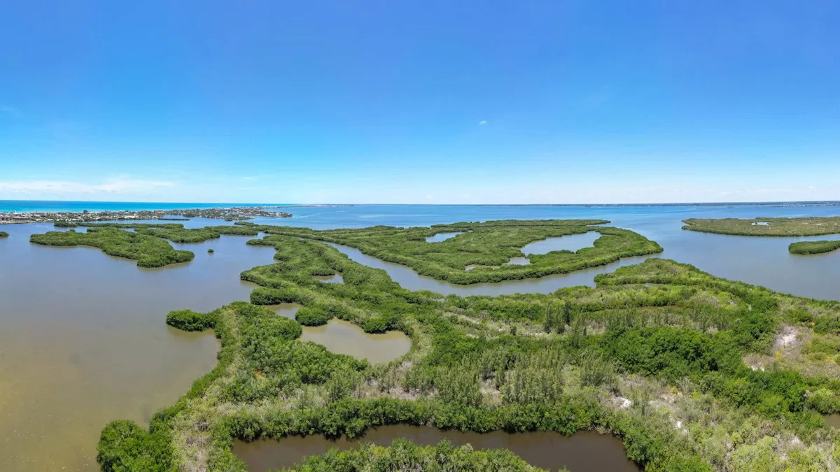 With growth equal to 13,000 football fields, seagrass rebounds across Florida lagoon