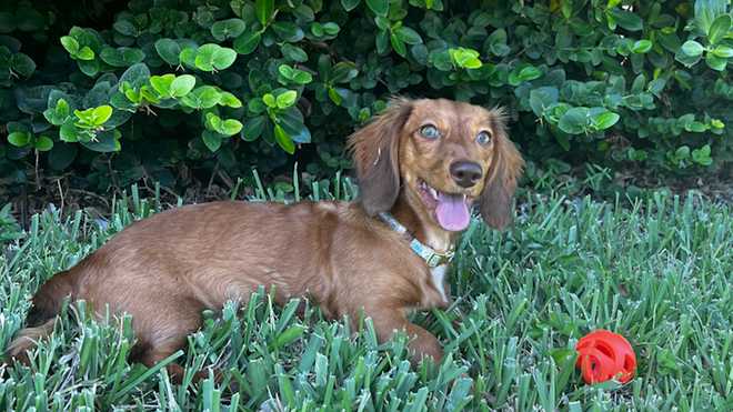 florida woman warns pet owners after dog dies following contact with toxic toad
