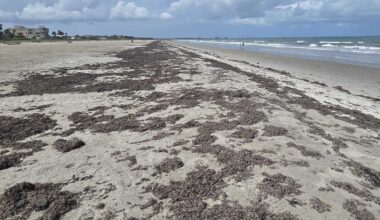 Annual sargassum influx returns to Florida coastline