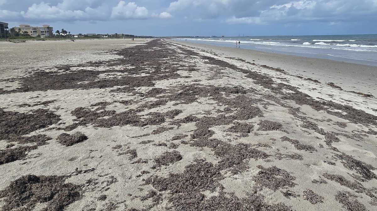 Annual sargassum influx returns to Florida coastline