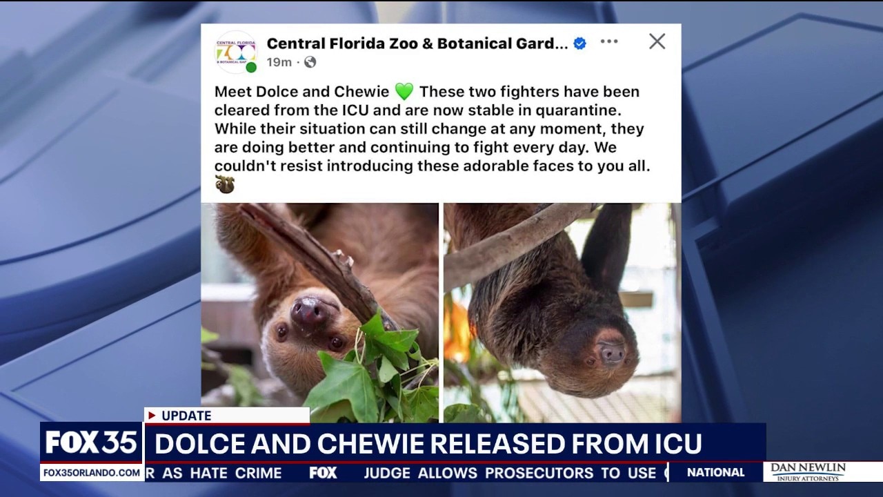 Zoo veterinarian shares update on rescued sloths