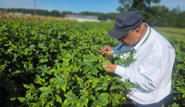 Dr. Haseeb working at FAMU Research and Extension Center (REC) in Quincy, Florida.