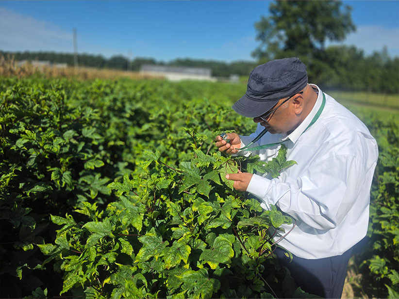 Dr. Haseeb working at FAMU Research and Extension Center (REC) in Quincy, Florida.