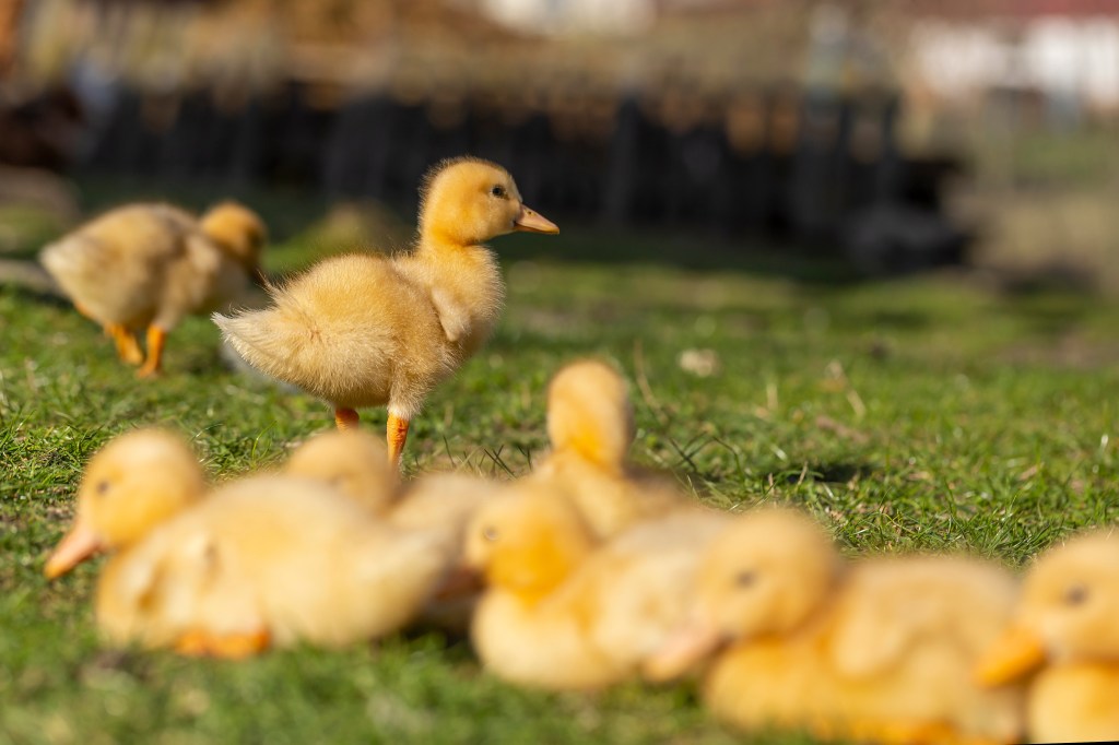 A duckling standing in green grass while other ducklings are resting in the foreground.
