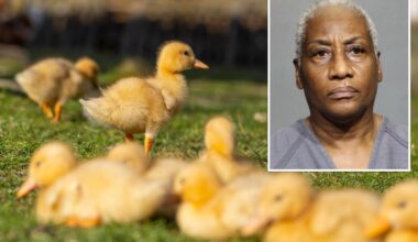 Florida woman runs over 11 baby ducklings 'multiple times' then gives heartless reason for killing them: police