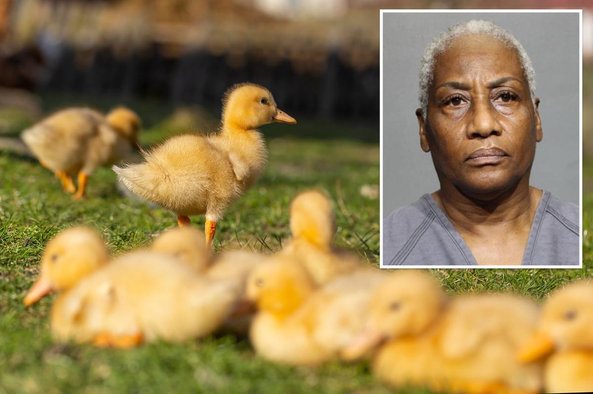Florida woman runs over 11 baby ducklings 'multiple times' then gives heartless reason for killing them: police