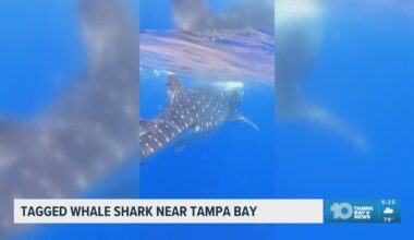 The whale shark that was tagged last May near Tampa Bay
