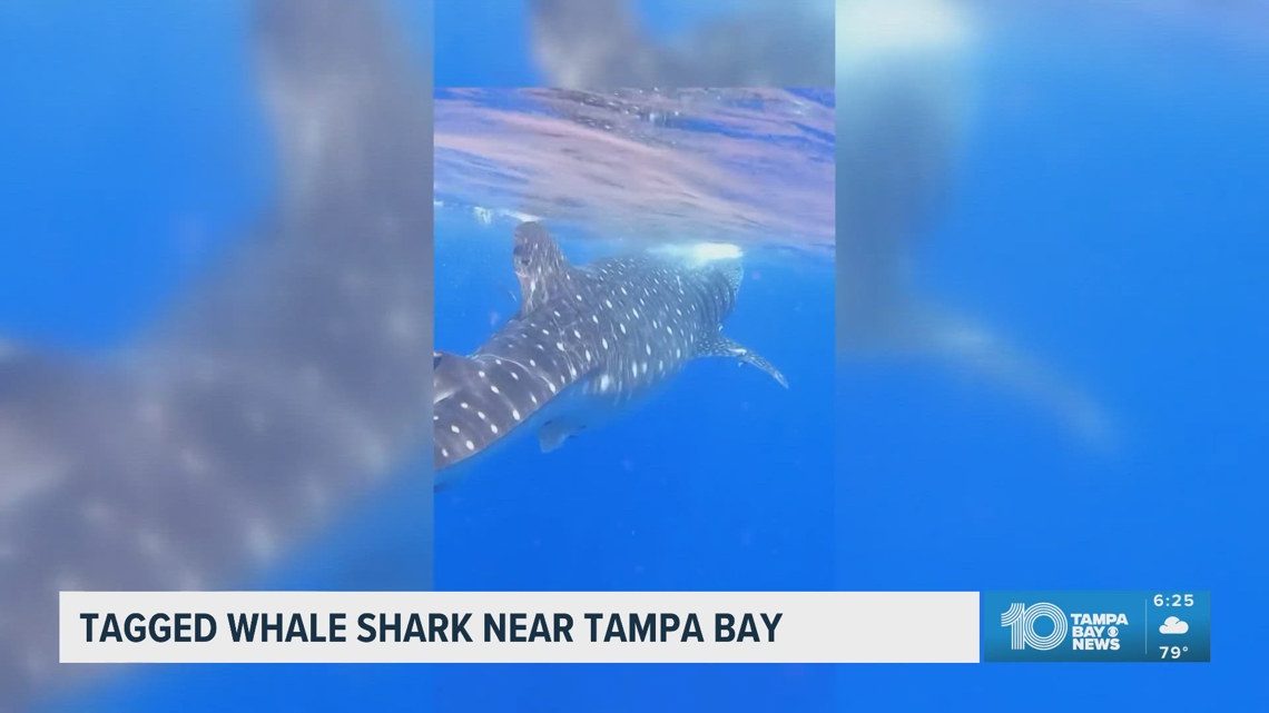 The whale shark that was tagged last May near Tampa Bay