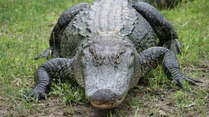 Here’s what causes nearly every gator attack in Florida, experts warn